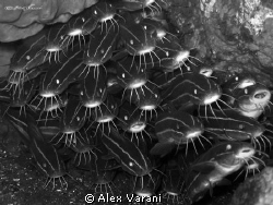 school of plotosus lineatus by Alex Varani 